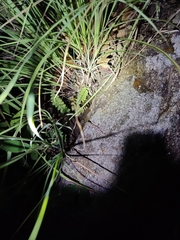 Hemidactylus parvimaculatus