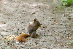 Sciurus vulgaris