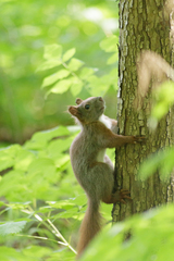 Sciurus vulgaris