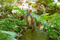 Sciurus vulgaris