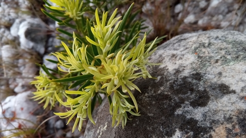 Podocarpus capuronii image