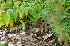 Turdus merula