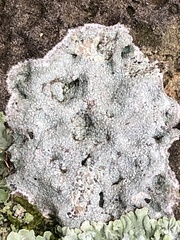 Fungi