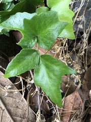 Cyrtomium falcatum