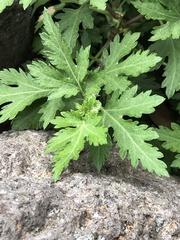 Asteroideae