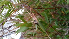 Oldeania ibityensis image