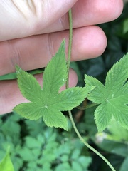 Humulus scandens