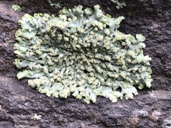 Fungi