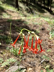 Ipomopsis aggregata collina