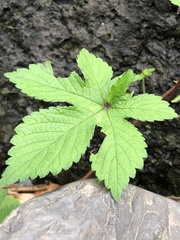 Humulus scandens