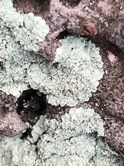 Fungi