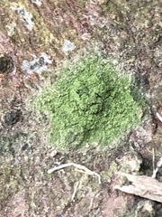 Fungi
