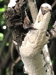 Fungi