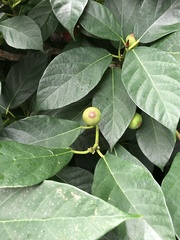 Ficus
