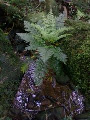 Asplenium rutifolium