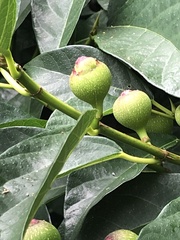 Ficus