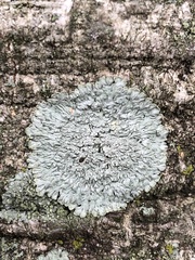 Fungi