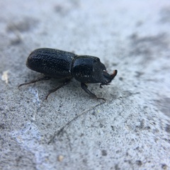 Sinodendron cylindricum