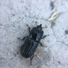 Sinodendron cylindricum