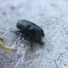 Sinodendron cylindricum