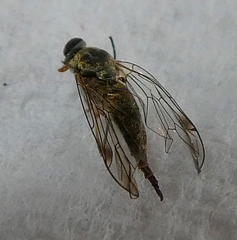 Pterygota