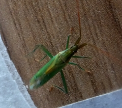 Heteroptera