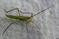 Insecta