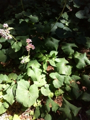 Adenostyles alliariae