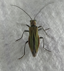 Coleoptera