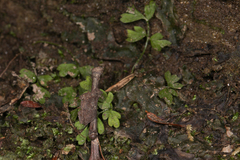 Cystopteris bulbifera