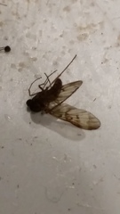 Sylvicola neozelandicus