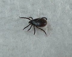 Ixodes