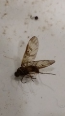 Sylvicola neozelandicus