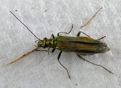 Oedemera nobilis