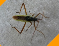 Hemiptera