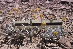 Eriogonum desertorum
