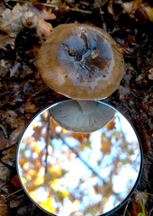 Russula sororia