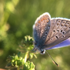 Polyommatus icarus