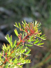 Boronia pinnata