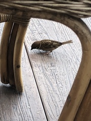 Passer montanus