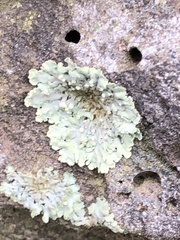 Parmelioideae