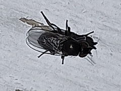 Diptera
