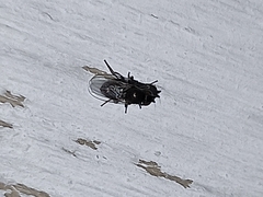 Diptera