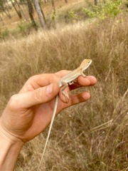 Diporiphora australis