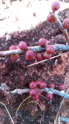 Ficus menabeensis