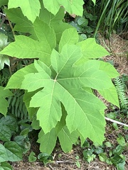 Tetrapanax papyrifer