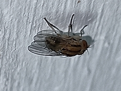 Diptera