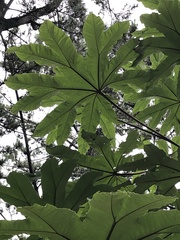 Tetrapanax papyrifer