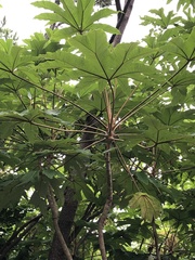 Tetrapanax papyrifer