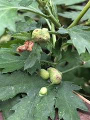 Insecta